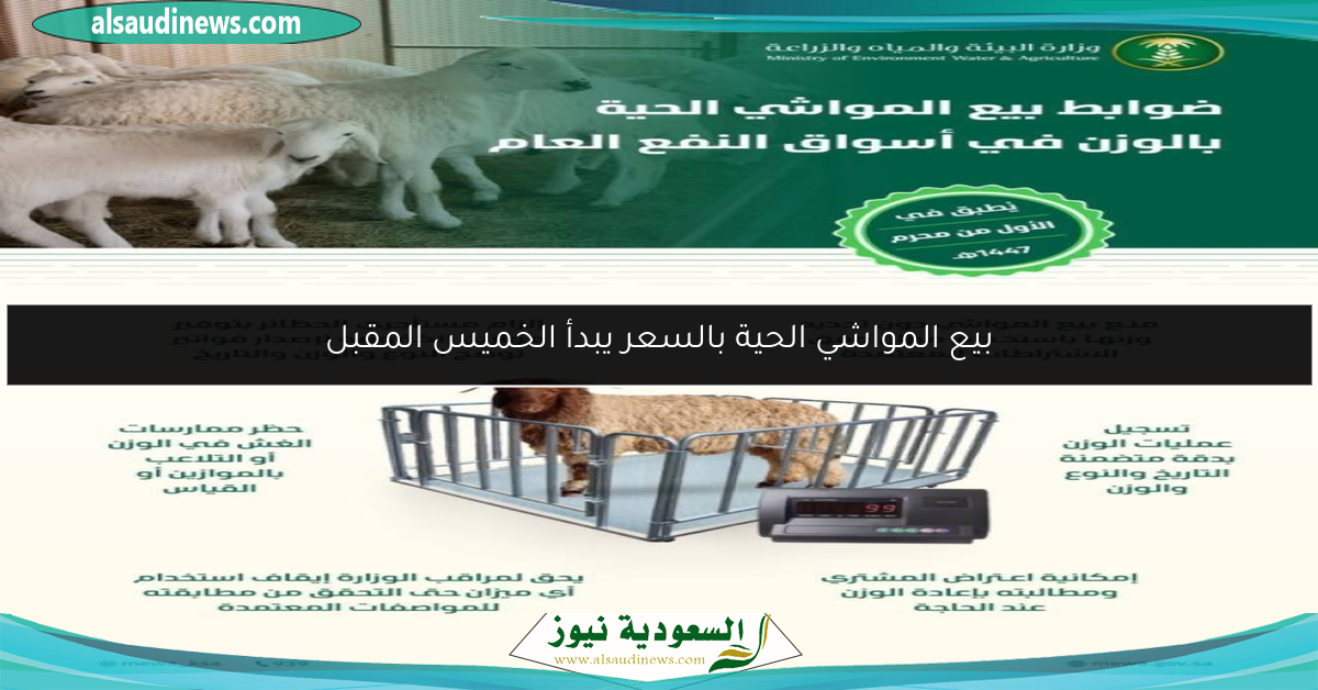 بيع المواشي الحية بالسعر يبدأ الخميس المقبل
