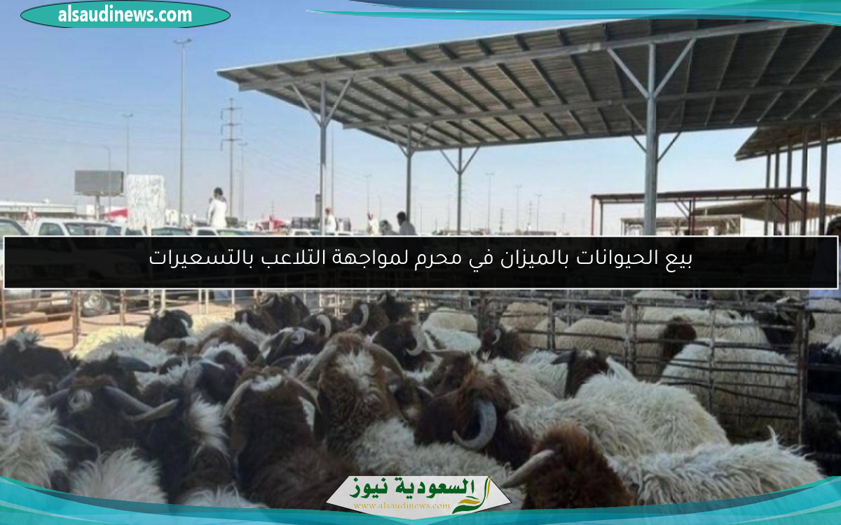 بيع الحيوانات بالميزان في محرم لمواجهة التلاعب بالتسعيرات