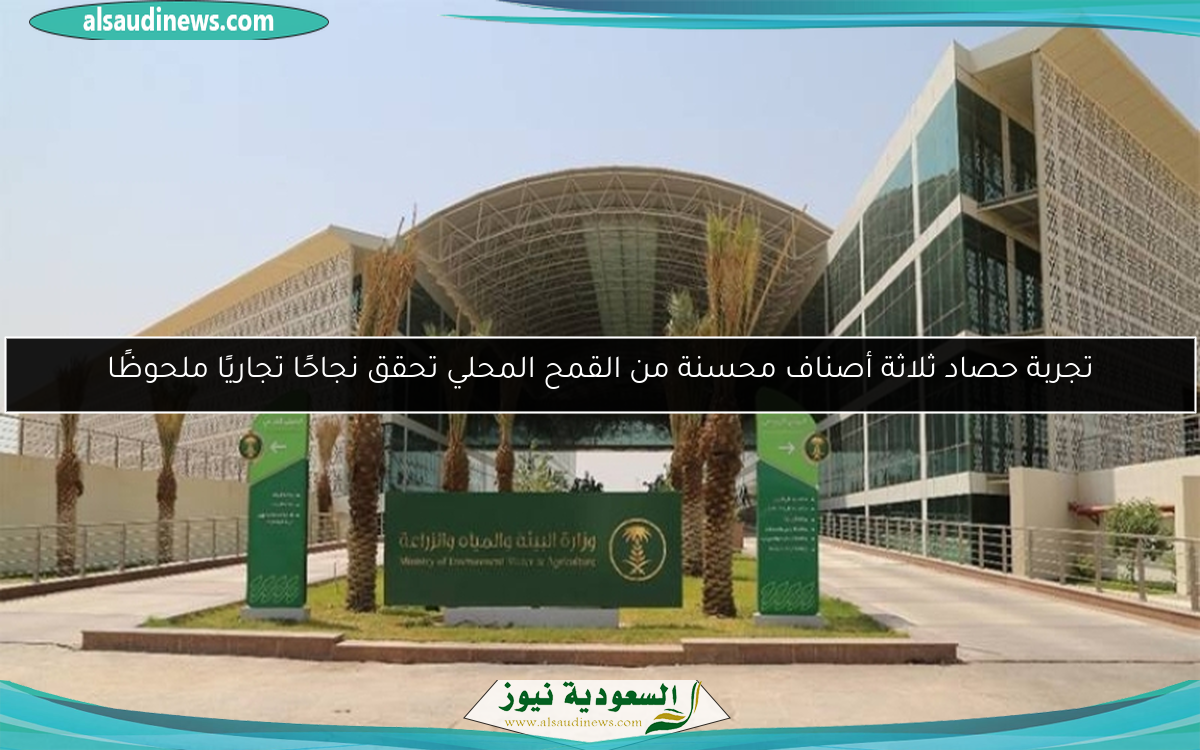 تجربة حصاد ثلاثة أصناف محسنة من القمح المحلي تحقق نجاحًا تجاريًا ملحوظًا