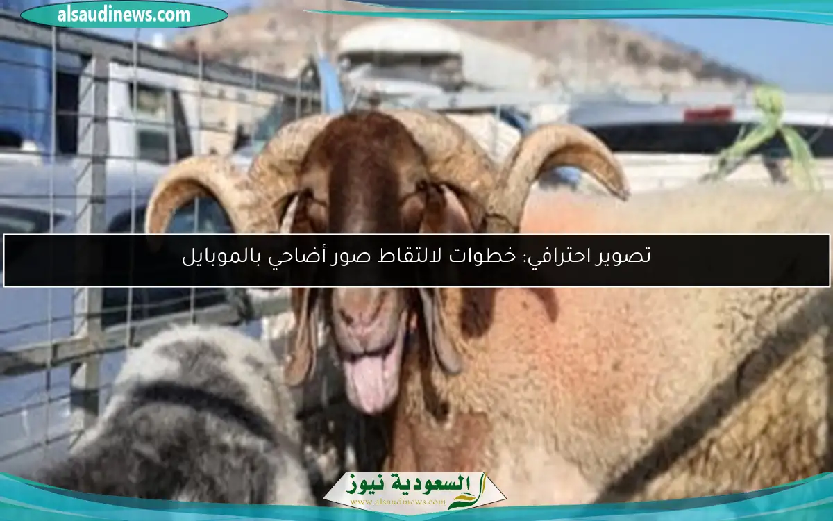 تصوير احترافي: خطوات لالتقاط صور أضاحي بالموبايل