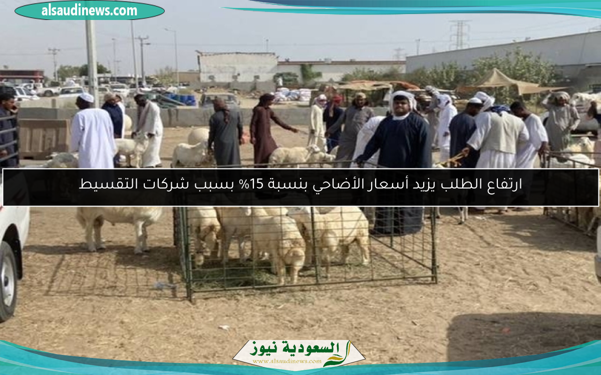 ارتفاع الطلب يزيد أسعار الأضاحي بنسبة 15% بسبب شركات التقسيط