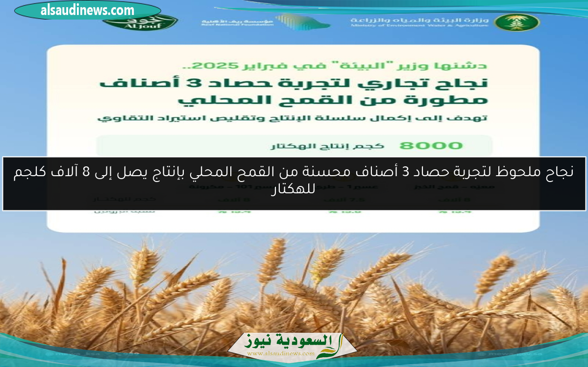 نجاح ملحوظ لتجربة حصاد 3 أصناف محسنة من القمح المحلي بإنتاج يصل إلى 8 آلاف كلجم للهكتار