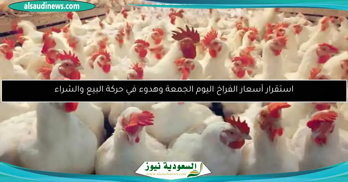 سعر الفراج البيضاء اليوم فى أسواق المحافظات