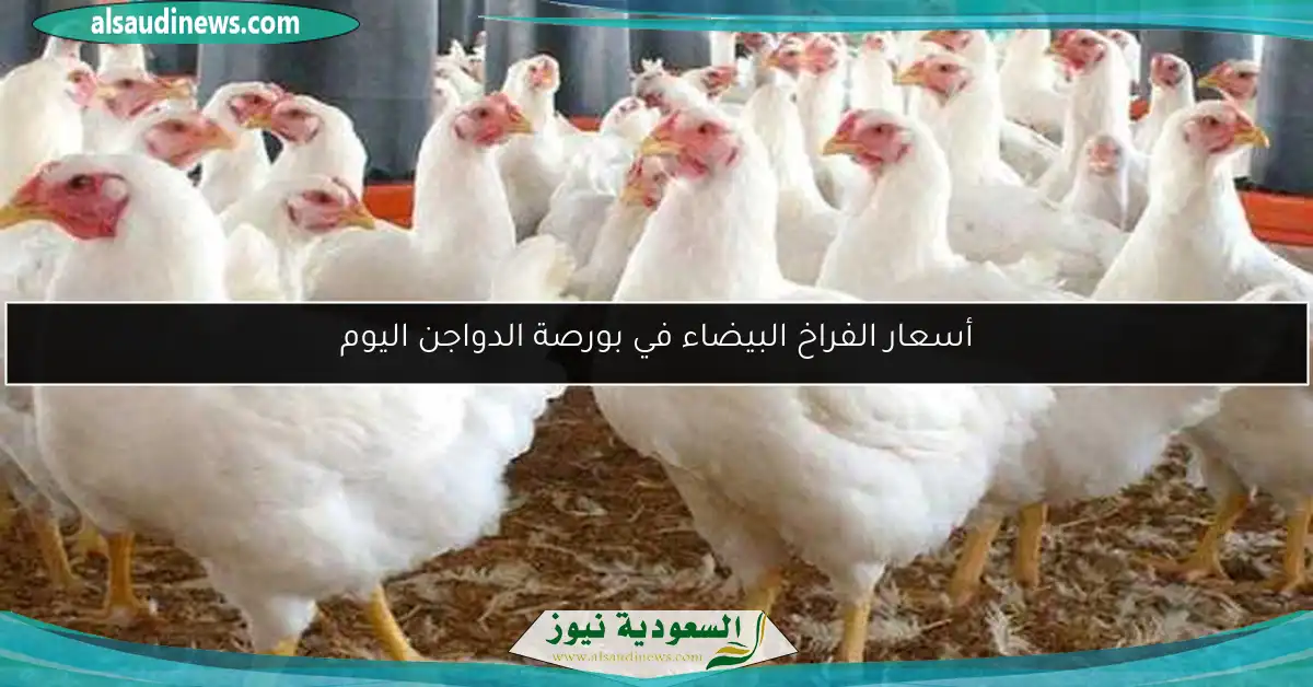 أسعار الفراخ البيضاء في بورصة الدواجن اليوم