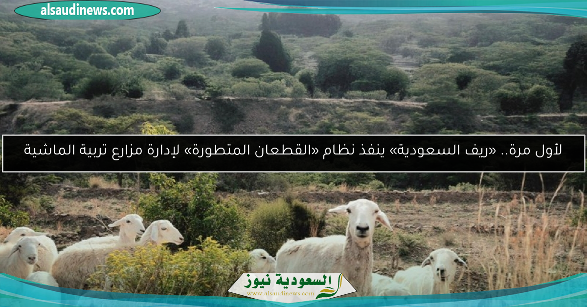 لأول مرة.. «ريف السعودية» ينفذ نظام «القطعان المتطورة» لإدارة مزارع تربية الماشية
