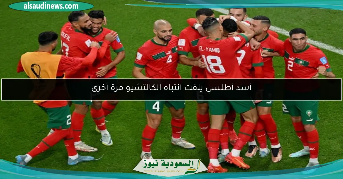 أسد أطلسي يلفت انتباه الكالتشيو مرة أخرى