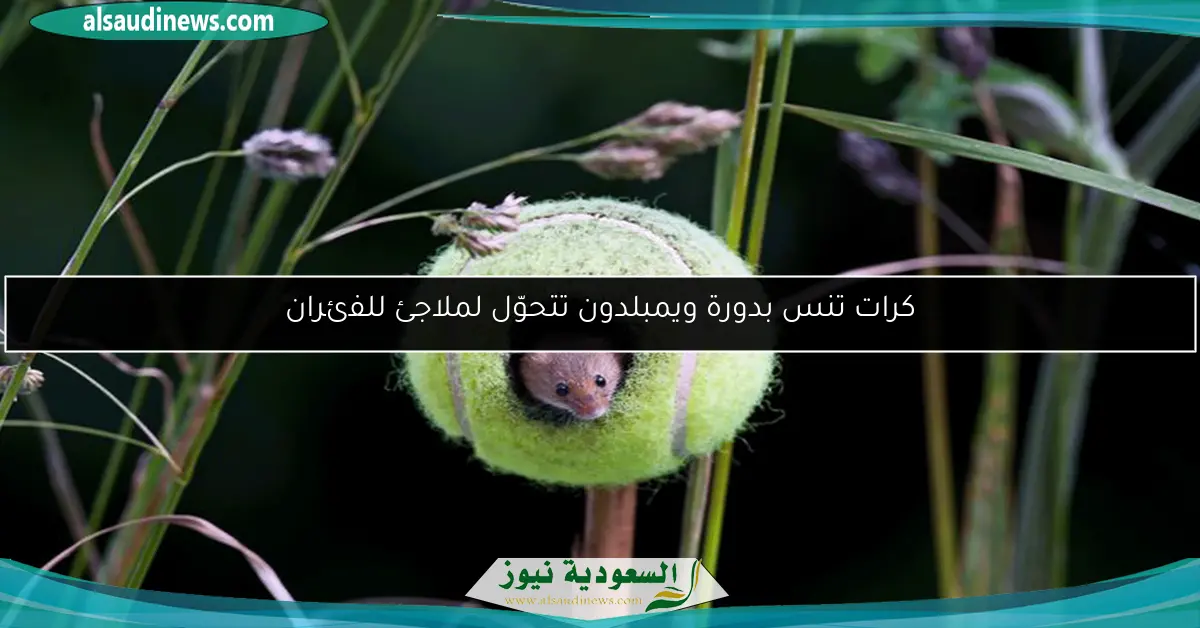 كرات تنس بدورة ويمبلدون تتحوّل لملاجئ للفئران