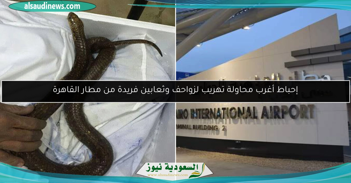 إحباط أغرب محاولة تهريب لزواحف وثعابين فريدة من مطار القاهرة