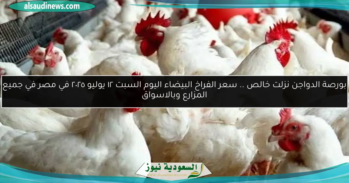 بورصة الدواجن نزلت خالص .. سعر الفراخ البيضاء اليوم السبت ١٢ يوليو ٢٠٢٥ في مصر في جميع المزارع وبالاسواق