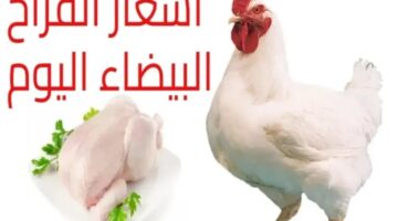 اسعار الفراخ البيضاء اليوم