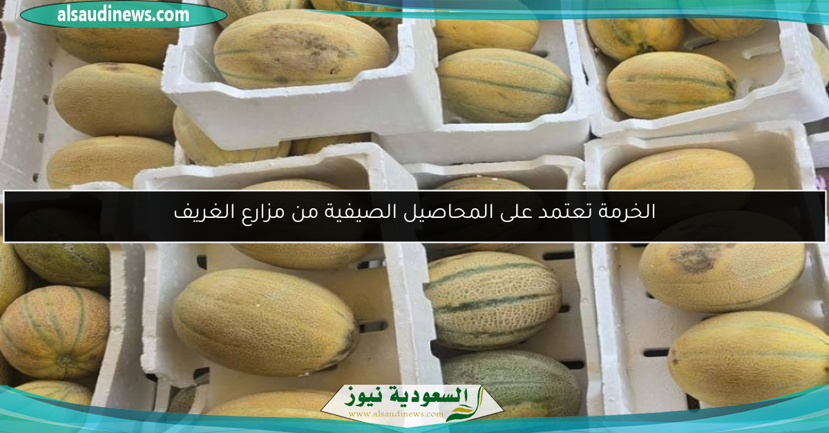 الخرمة تعتمد على المحاصيل الصيفية من مزارع الغريف
