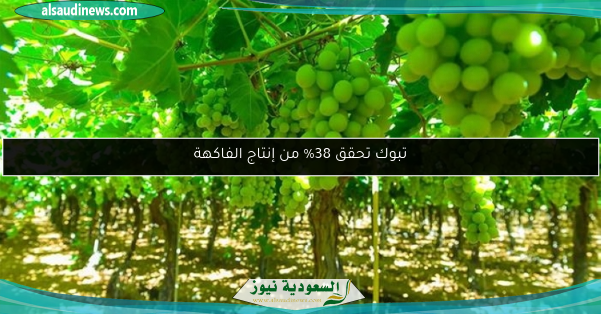 تبوك تحقق 38% من إنتاج الفاكهة
