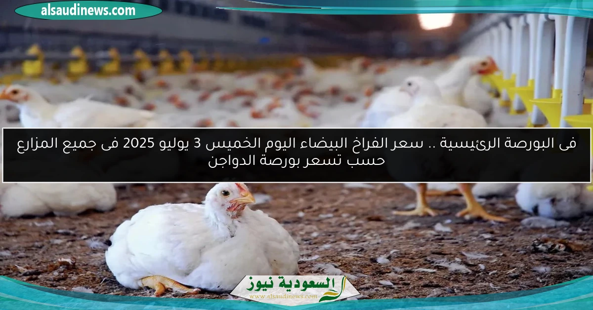 فى البورصة الرئيسية .. سعر الفراخ البيضاء اليوم الخميس 3 يوليو 2025 فى جميع المزارع حسب تسعر بورصة الدواجن