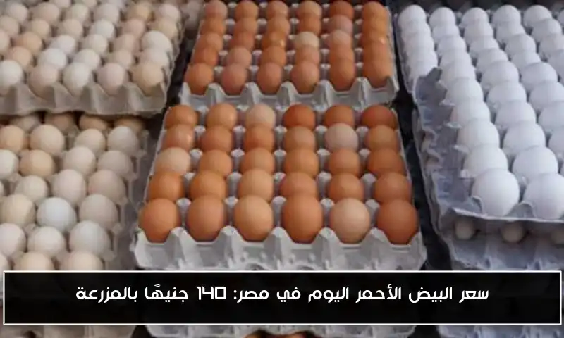 سعر البيض الأحمر اليوم في مصر: 140 جنيهًا بالمزرعة