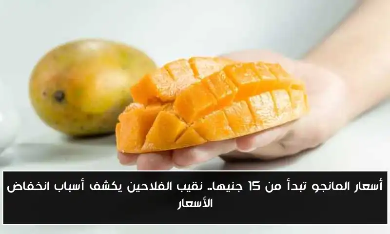 أسعار المانجو تبدأ من 15 جنيها.. نقيب الفلاحين يكشف أسباب انخفاض الأسعار
