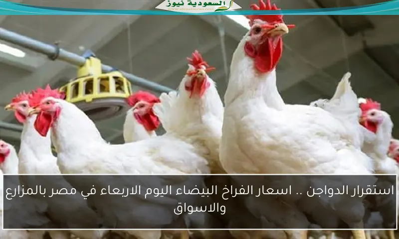 استقرار الدواجن .. اسعار الفراخ البيضاء اليوم الاربعاء في مصر بالمزارع والاسواق