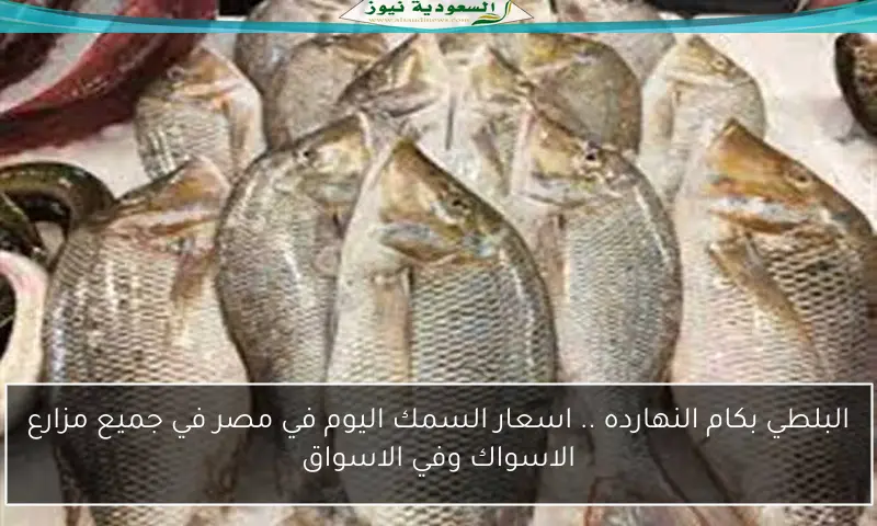 البلطي بكام النهارده .. اسعار السمك اليوم في مصر في جميع مزارع الاسواك وفي الاسواق