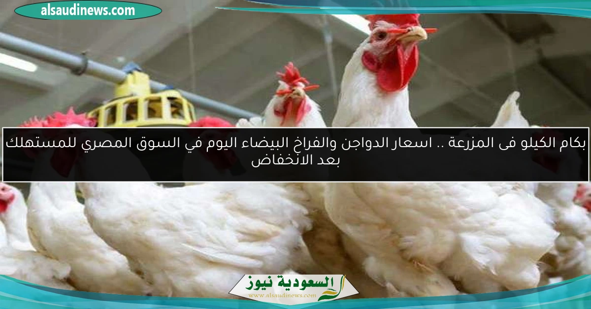 بكام الكيلو فى المزرعة .. اسعار الدواجن والفراخ البيضاء اليوم في السوق المصري للمستهلك بعد الانخفاض