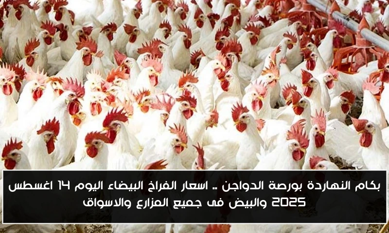 بكام النهاردة بورصة الدواجن .. اسعار الفراخ البيضاء اليوم 14 اغسطس 2025 والبيض فى جميع المزارع والاسواق