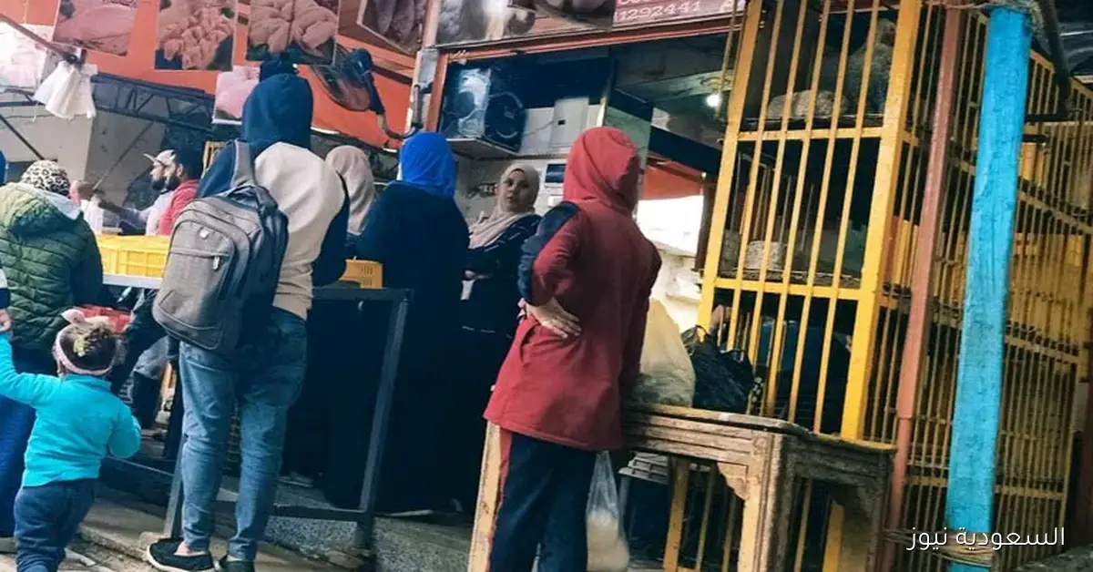 السويس تعاني من استهلاك مرتفع دون إنتاج محلي.. تفعيل شعبة الدواجن ضروري لخفض الأسعار على المواطنين