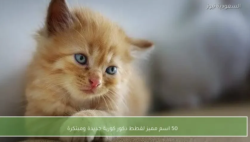 50 اسم مميز لقطط ذكور كورية جديدة ومبتكرة