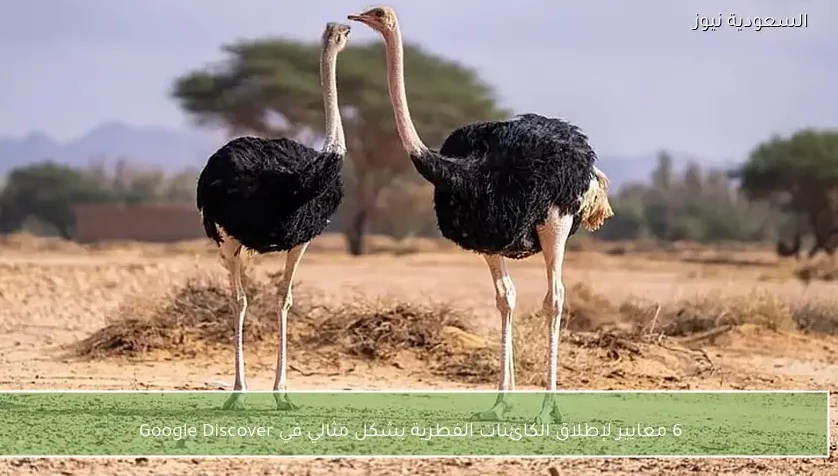 6 معايير لإطلاق الكائنات الفطرية