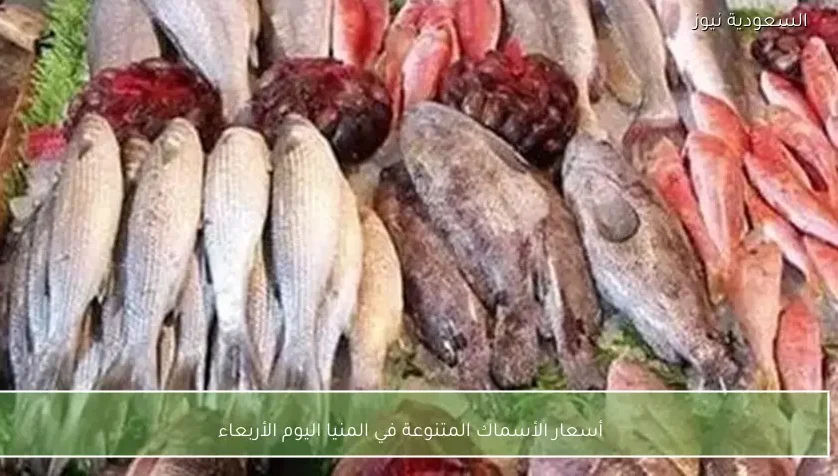 أسعار الأسماك المتنوعة في المنيا اليوم الأربعاء