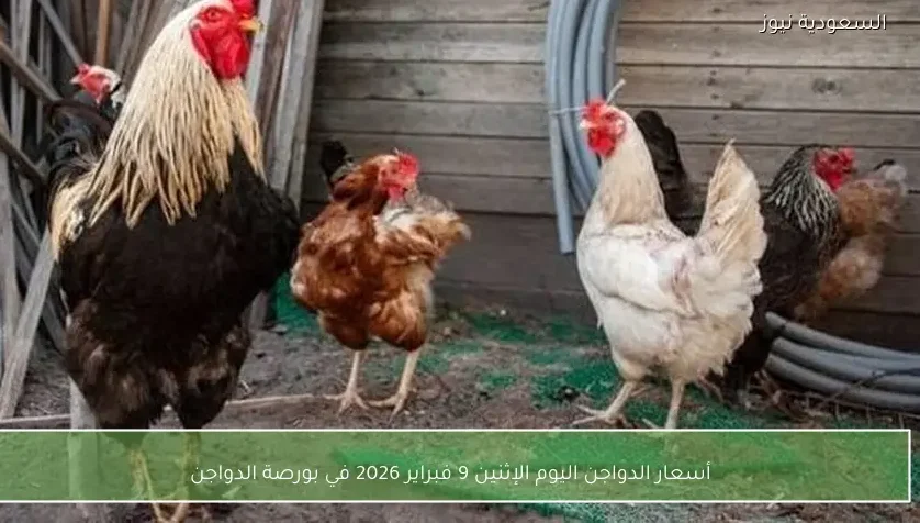 أسعار الدواجن اليوم الإثنين 9 فبراير 2026 في بورصة الدواجن