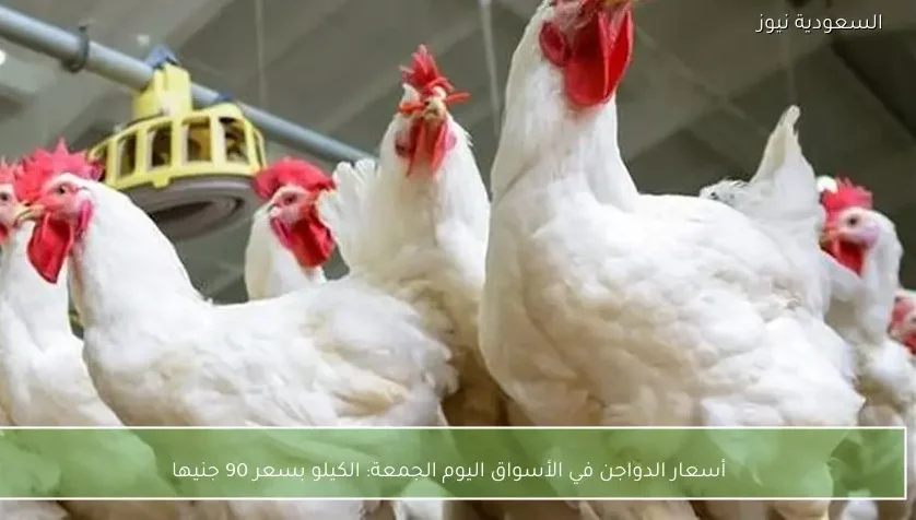 أسعار الدواجن في الأسواق اليوم الجمعة: الكيلو بسعر 90 جنيها
