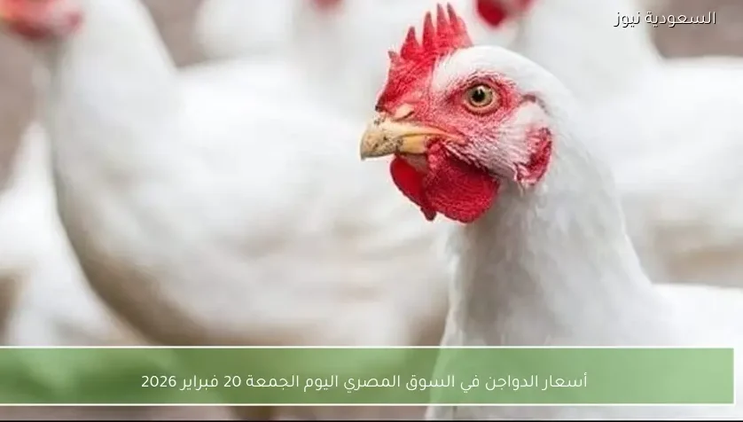 أسعار الدواجن في السوق المصري اليوم الجمعة 20 فبراير 2026