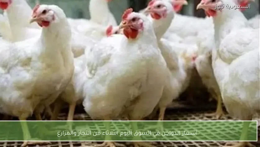 أسعار الدواجن في السوق اليوم الثلاثاء من التجار والمزارع
