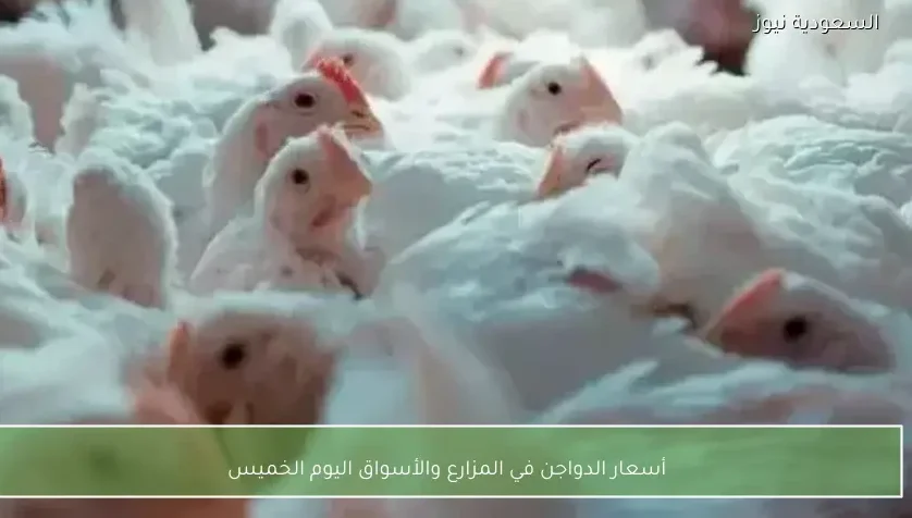 أسعار الدواجن في المزارع والأسواق اليوم الخميس