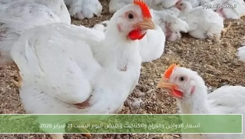 أسعار الدواجن والفراخ والكتاكيت والبيض اليوم السبت 21 فبراير 2026