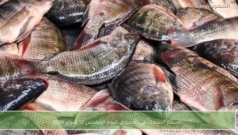 أسعار السمك في الأسواق اليوم الخميس 12 فبراير 2026