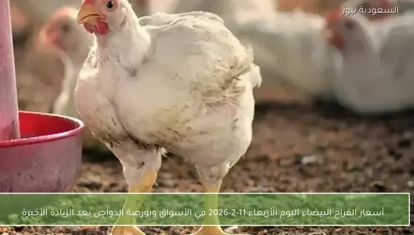 أسعار الفراخ البيضاء اليوم الأربعاء 11-2-2026 في الأسواق وبورصة الدواجن بعد الزيادة الأخيرة
