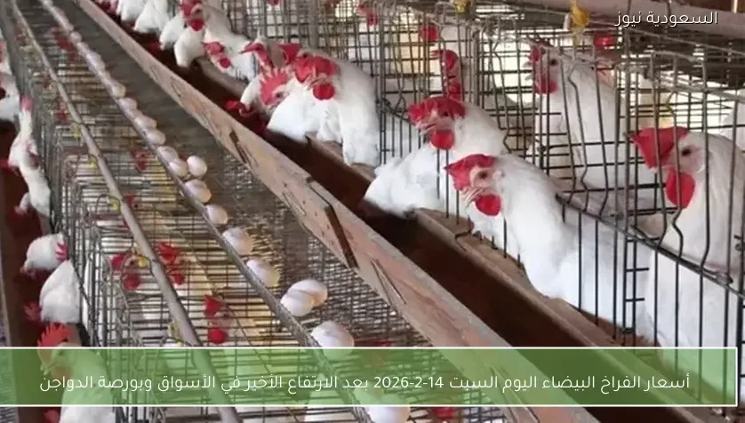 أسعار الفراخ البيضاء اليوم السبت 14-2-2026 بعد الارتفاع الأخير في الأسواق وبورصة الدواجن