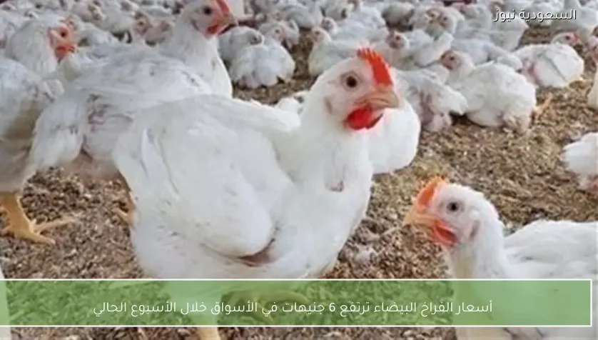 أسعار الفراخ البيضاء ترتفع 6 جنيهات في الأسواق خلال الأسبوع الحالي