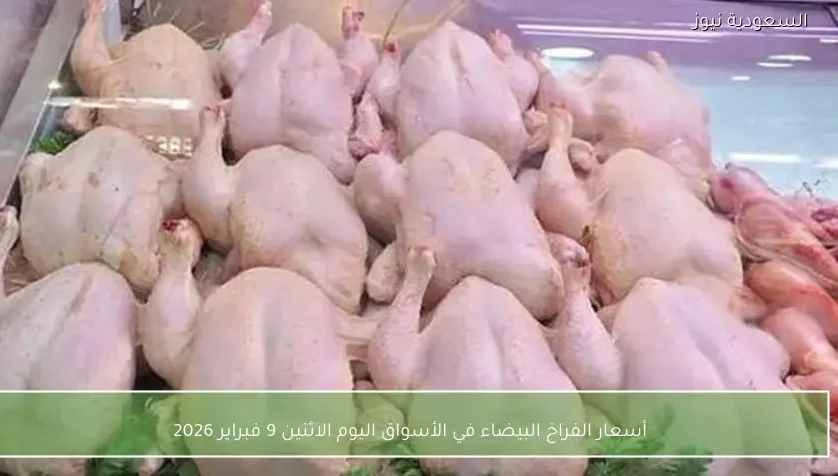 أسعار الفراخ البيضاء في الأسواق اليوم الاثنين 9 فبراير 2026