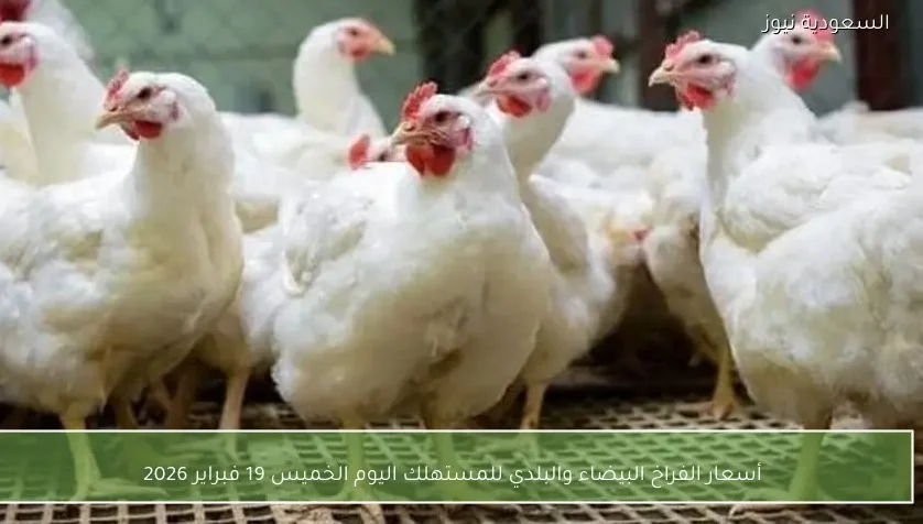 أسعار الفراخ البيضاء والبلدي للمستهلك اليوم الخميس 19 فبراير 2026