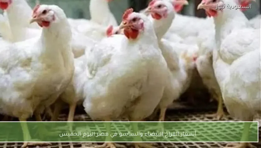 أسعار الفراخ البيضاء والساسو في مصر اليوم الخميس