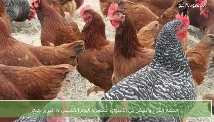 أسعار الفراخ والبيض في الأسواق المصرية اليوم الخميس 19 فبراير 2026