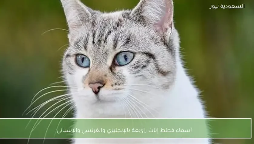 أسماء قطط إناث رائعة بالإنجليزي والفرنسي والإسباني