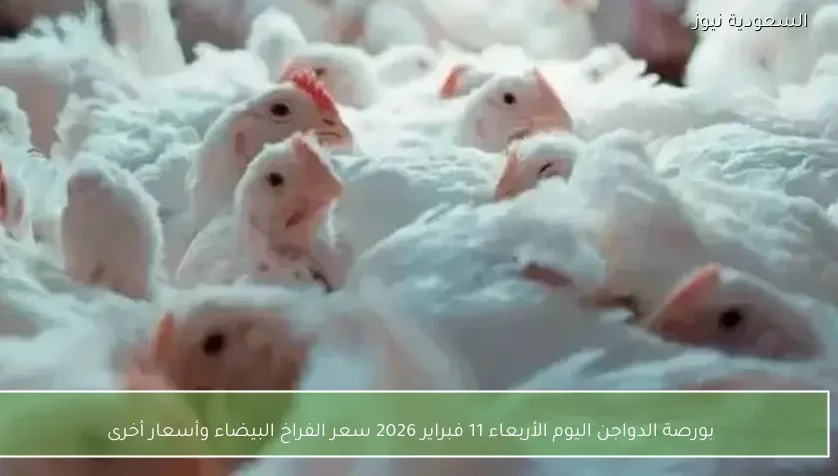 بورصة الدواجن اليوم الأربعاء 11 فبراير 2026 سعر الفراخ البيضاء وأسعار أخرى