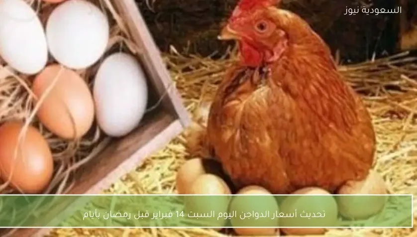تحديث أسعار الدواجن اليوم السبت 14 فبراير قبل رمضان بأيام
