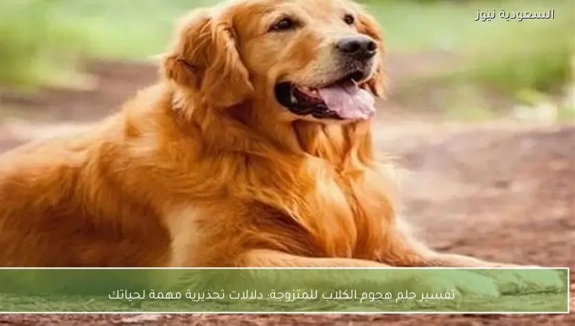 تفسير حلم هجوم الكلاب للمتزوجة: دلالات تحذيرية مهمة لحياتك