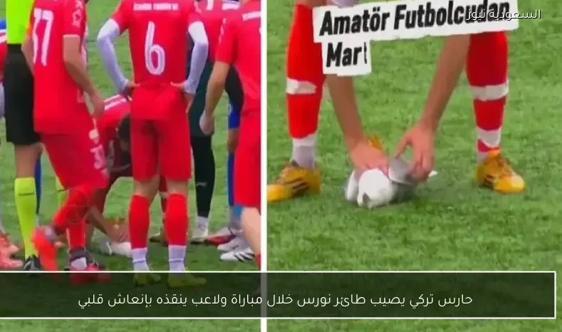 حارس تركي يصيب طائر نورس خلال مباراة ولاعب ينقذه بإنعاش قلبي