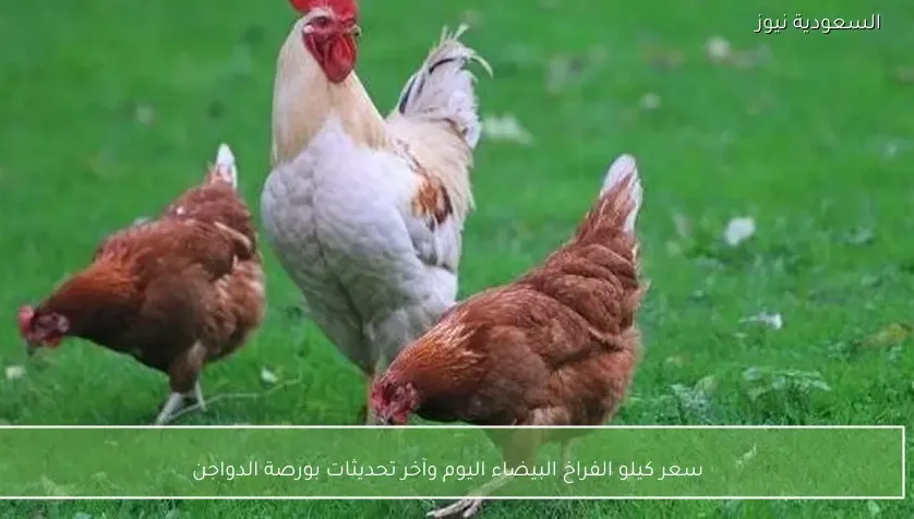سعر كيلو الفراخ البيضاء اليوم وآخر تحديثات بورصة الدواجن