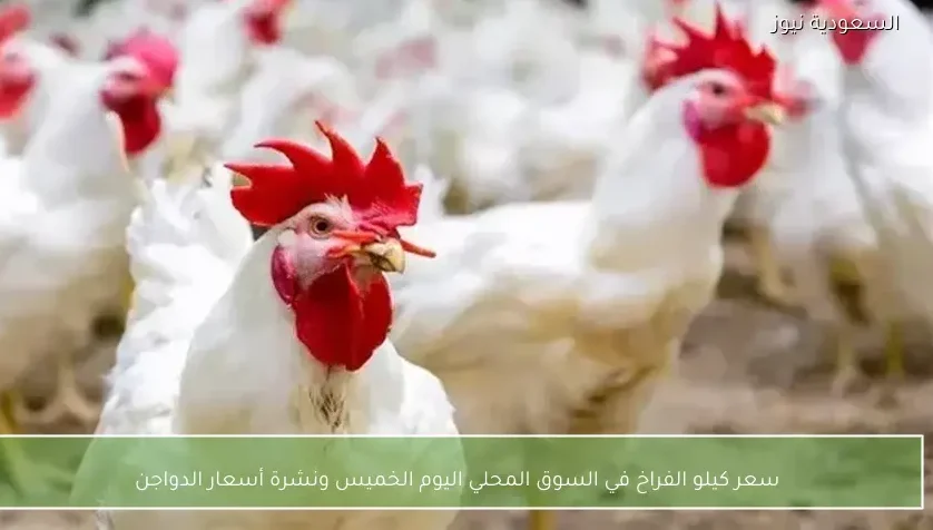 سعر كيلو الفراخ في السوق المحلي اليوم الخميس ونشرة أسعار الدواجن