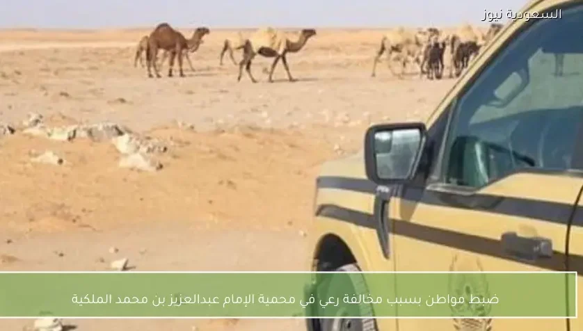 ضبط مواطن بسبب مخالفة رعي في محمية الإمام عبدالعزيز بن محمد الملكية