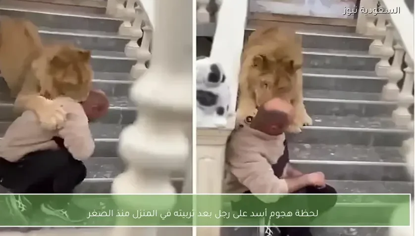 لحظة هجوم أسد على رجل بعد تربيته في المنزل منذ الصغر
